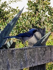 Aphelocoma insularis