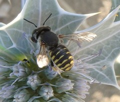 Anthidium cingulatum