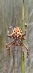 Backobourkia brouni