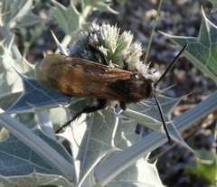 Megascolia maculata flavifrons