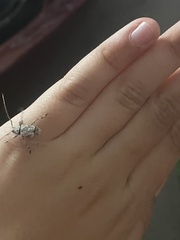 Leptostylus transversus