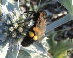 Megascolia maculata flavifrons