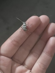 Leptostylus transversus