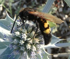 Megascolia maculata flavifrons