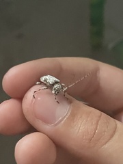 Leptostylus transversus