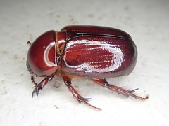Pimelopus fischeri