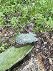 Opuntia cochenillifera