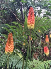 Kniphofia uvaria