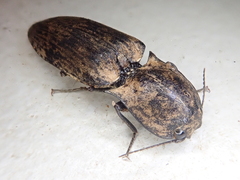 Cryptalaus nesiotes