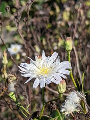 Malacothrix saxatilis implicata