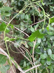 Kedrostis nana