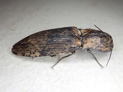 Cryptalaus nesiotes