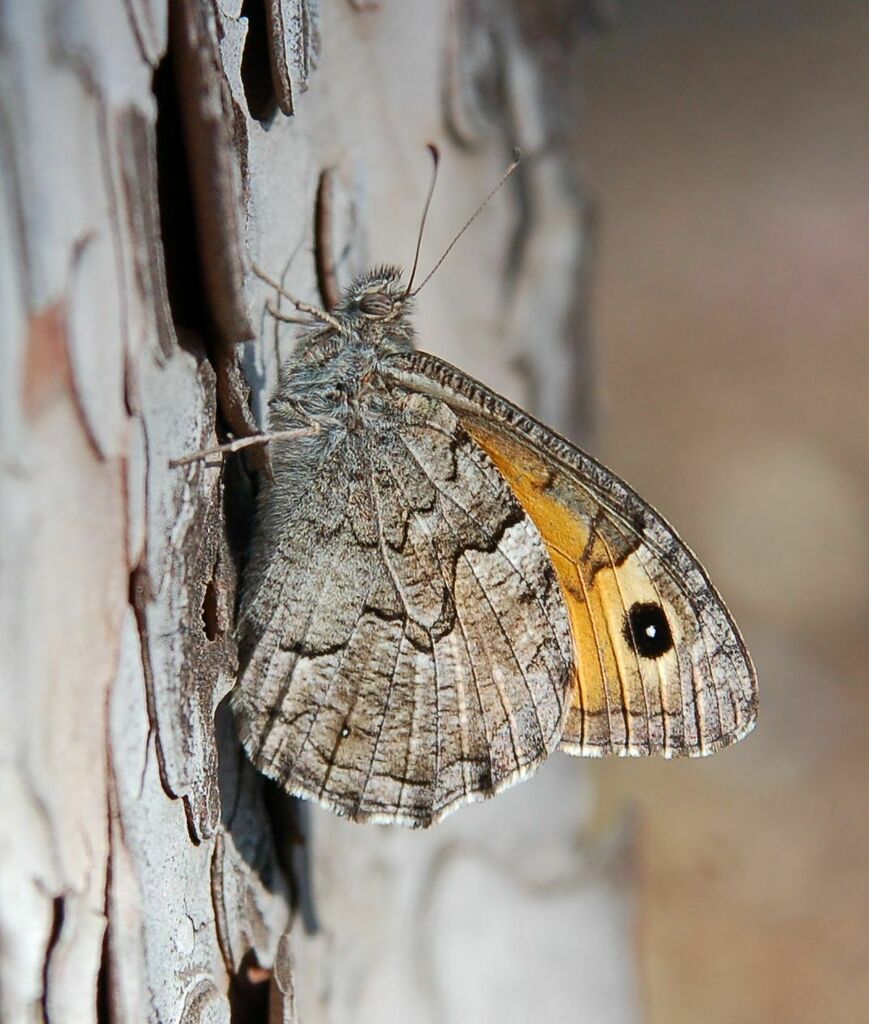 Aegean Grayling