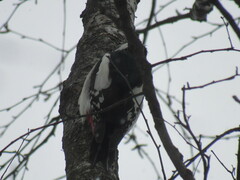 Dendrocopos major