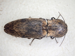 Cryptalaus nesiotes