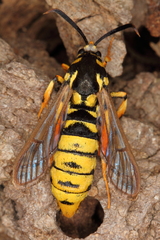 Eusphecia pimplaeformis