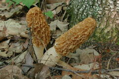 Morchella