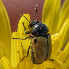 Cryptocephalus rugicollis