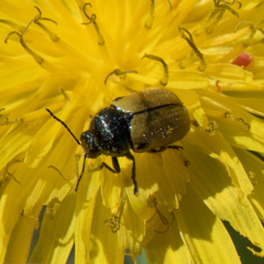 Cryptocephalus rugicollis