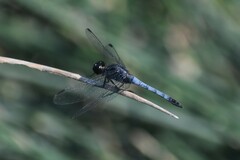 Erythrodiplax cleopatra