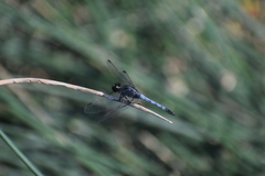 Erythrodiplax cleopatra