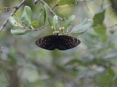 Euploea phaenareta
