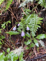 Cardamine californica