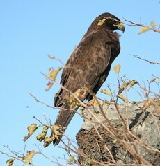 Buteo galapagoensis