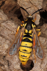 Eusphecia pimplaeformis