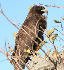 Buteo galapagoensis