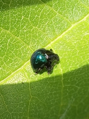 Typophorus nigritus
