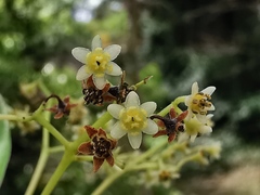 Cinnamomum glanduliferum