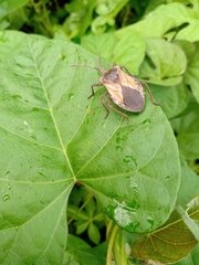 Spartocera