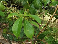 Cinnamomum glanduliferum