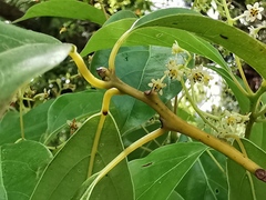 Cinnamomum glanduliferum