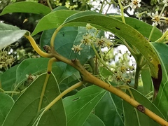 Cinnamomum glanduliferum