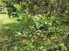 Noltea africana