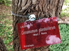 Cinnamomum glanduliferum