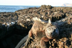 Amblyrhynchus cristatus