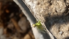 Zeugomantispa minuta