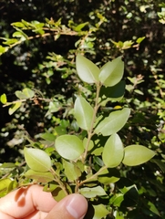 Myrtaceae
