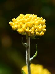 Helichrysum cymosum