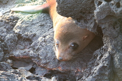 Arctocephalus galapagoensis
