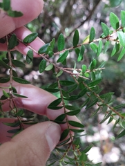 Metrosideros stipularis