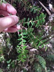 Metrosideros stipularis