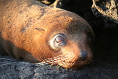 Arctocephalus galapagoensis