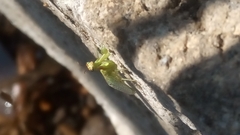 Zeugomantispa minuta