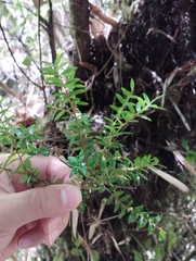 Metrosideros stipularis