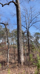Liriodendron tulipifera