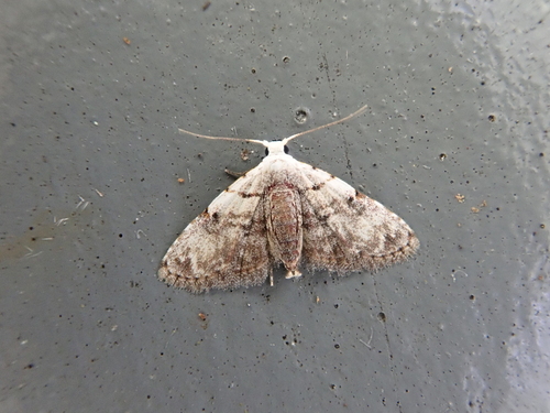 Trissernis greeni